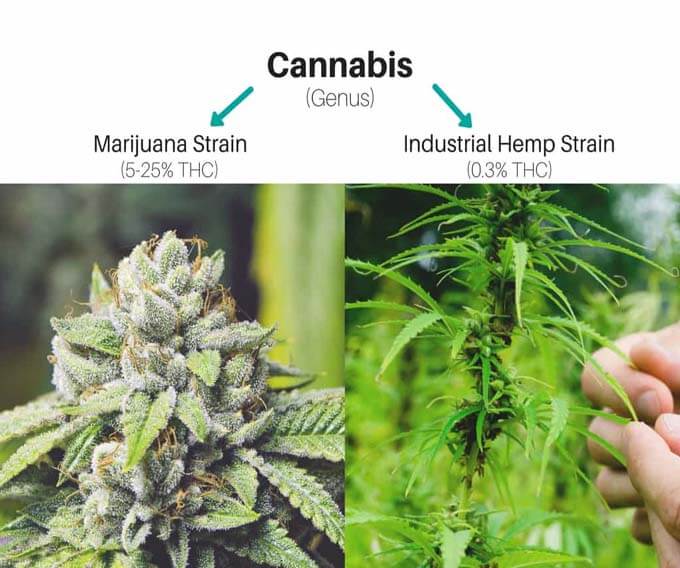 marijuana strain